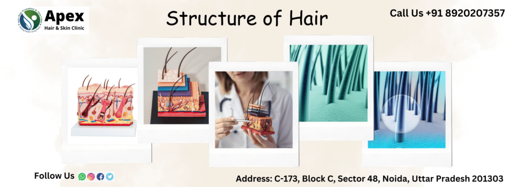 Structure of Hair 1 Structure of Hair